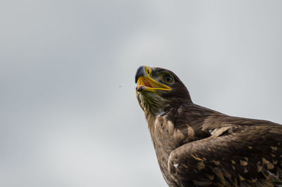 Close-up of eagle perching against clear sky
