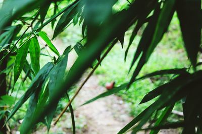 Close-up of fresh green leaves on tree in forest