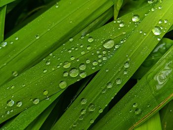 Full frame shot of wet leaves on rainy day