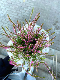 High angle view of pink flowering plant