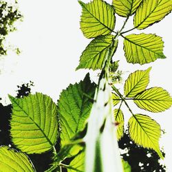 Low angle view of leaves