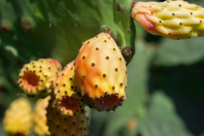 Close-up of succulent plant growing on cactus