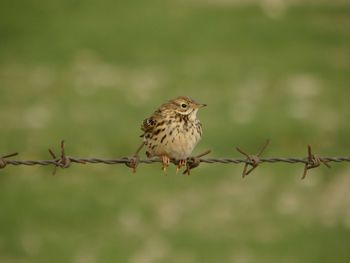 Close-up of bird perching on barbed wire