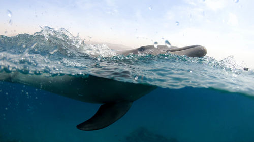 Dolphin swimming in sea against sky