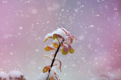 Low angle view of cherry blossoms against sky during winter