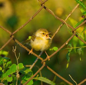 Close-up of bird perching on branch