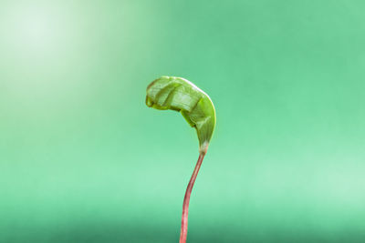 Close-up of white flower against green background