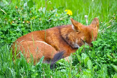 Portrait of cat on grassy field