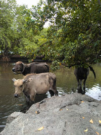 Cows in a farm