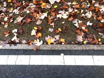 High angle view of autumn leaves on street