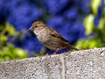 Close-up of bird perching on retaining wall