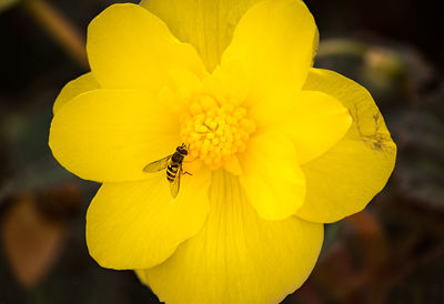 Close-up of bee on yellow flower