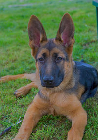 Portrait of dog on field