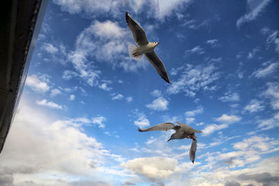 Low angle view of seagulls flying in sky