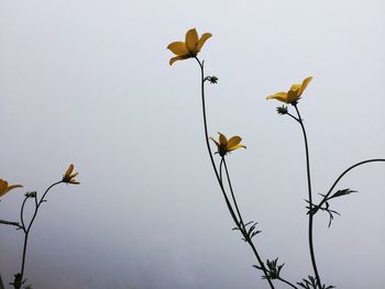 Low angle view of yellow flowers against clear sky