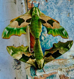 Close-up of leaf on wood against wall