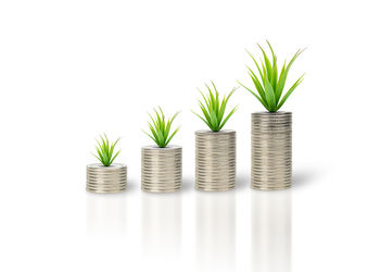Potted plant against white background
