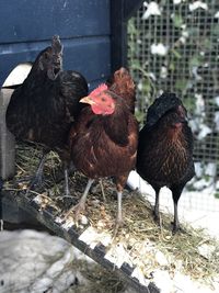 High angle view of birds