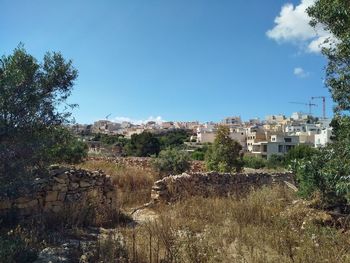 Trees and buildings against blue sky