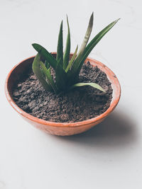 High angle view of potted aloevera plant