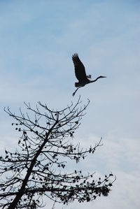 Low angle view of birds flying against sky