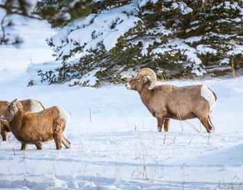 Sheep on field