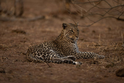 Leopard standing on field