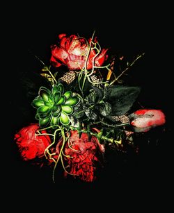 Close-up of red flower over black background