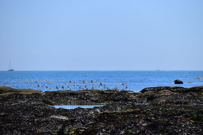 Scenic view of sea against clear sky