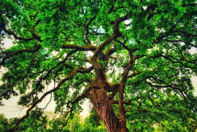 Low angle view of trees in forest