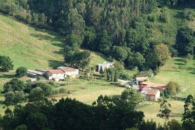 Houses in a forest