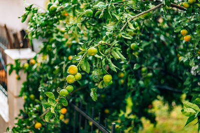 Close-up of fruit growing on plant