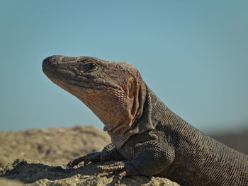 Close-up of a lizard against clear sky