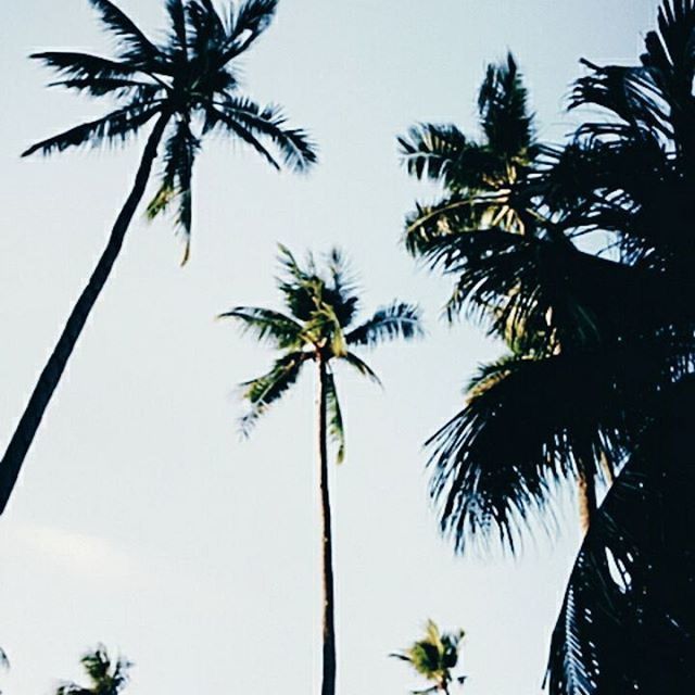 palm tree, low angle view, tree, growth, coconut palm tree, tree trunk, clear sky, sky, tall - high, palm leaf, nature, tropical tree, tranquility, beauty in nature, palm frond, silhouette, branch, scenics, tall, tropical climate