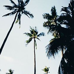 palm tree