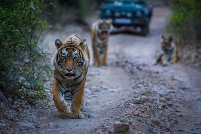 Portrait of tiger walking on dirt road in forest