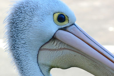 Close-up of a bird