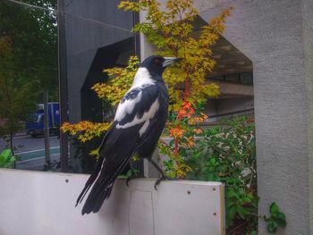 Bird perching on plant