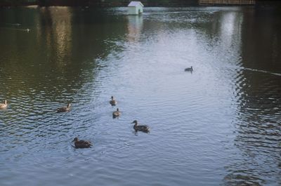 Ducks swimming in lake