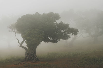 Trees on field against sky