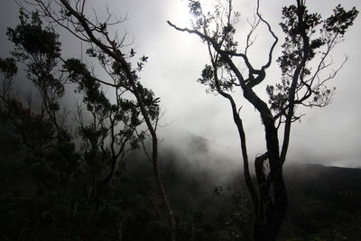 Bare trees against sky