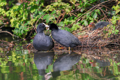 Ducks in a lake