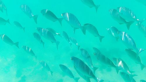 Close-up of fish underwater