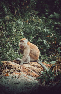 Lion sitting on land