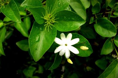 Close-up of white flowers