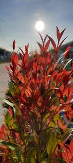 Close-up of red flowering plant against sky