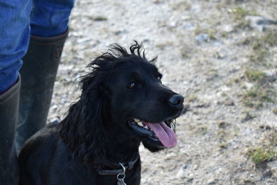 Black dog looking away