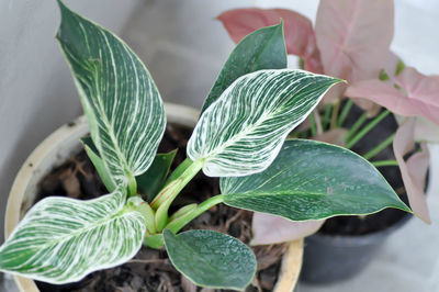 Close-up of potted plant leaves