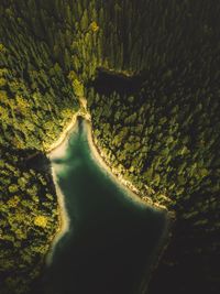 High angle view of road amidst trees