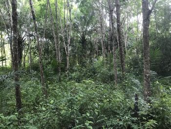 View of trees in forest